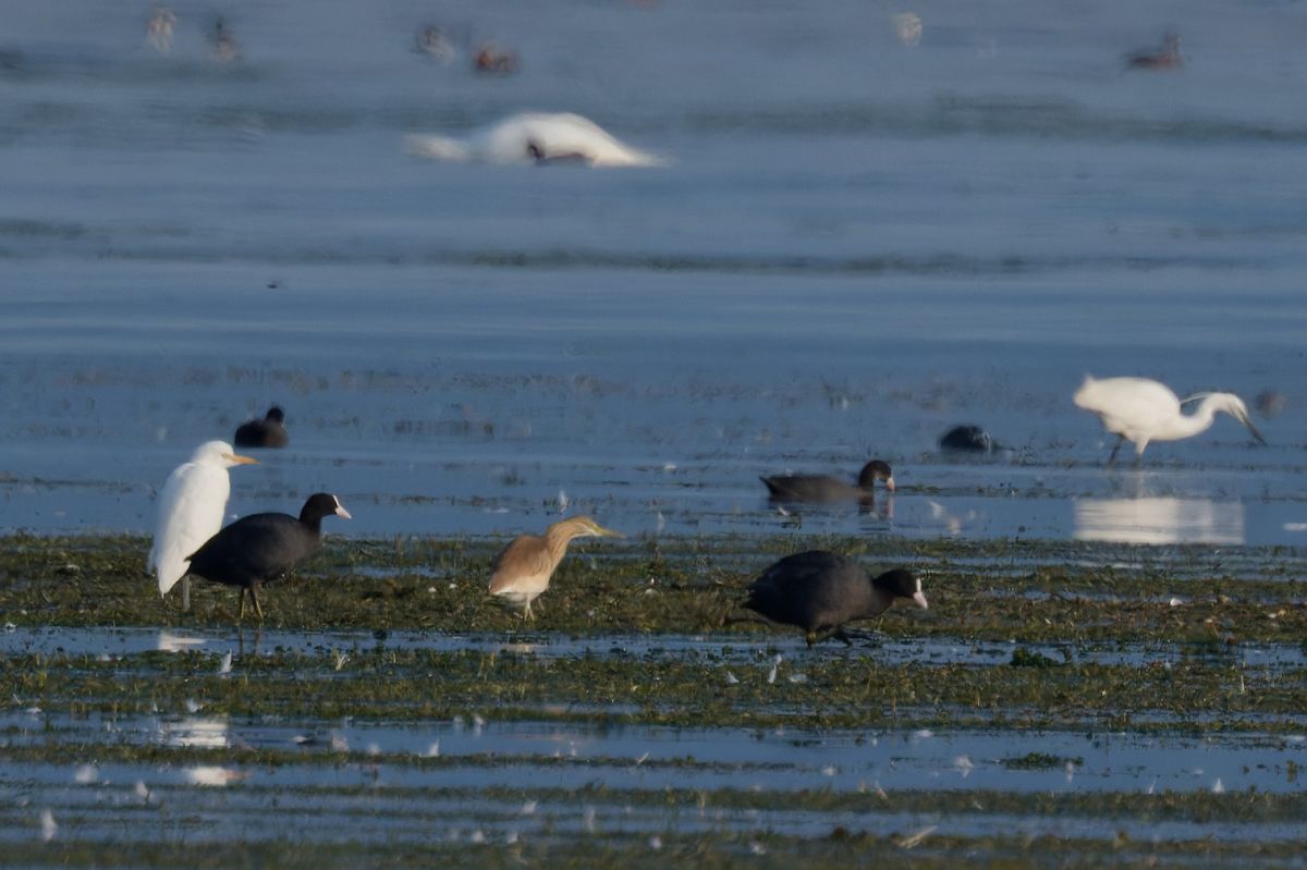 Squacco Heron 