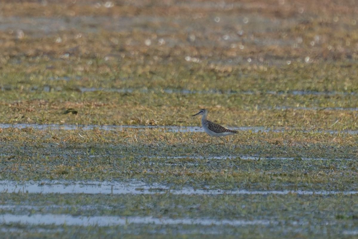 Wood Sandpiper 