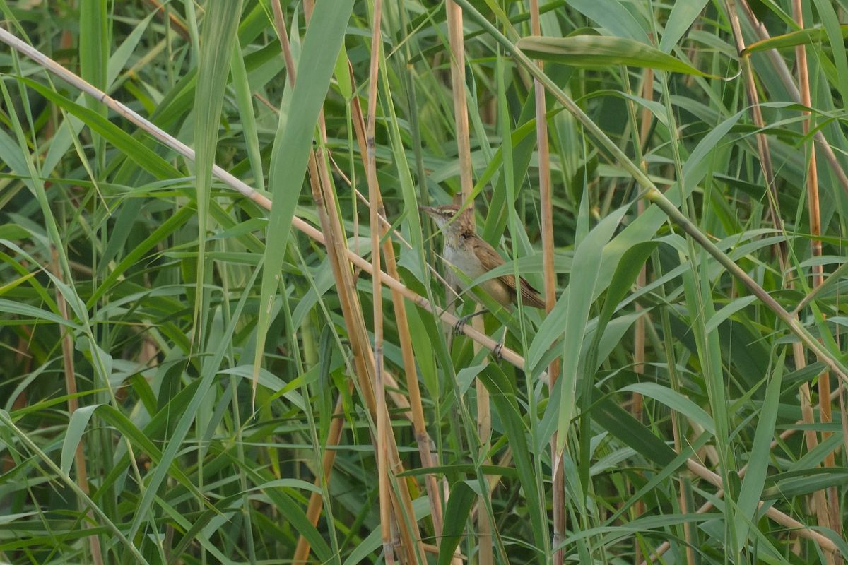 Cannareccione 