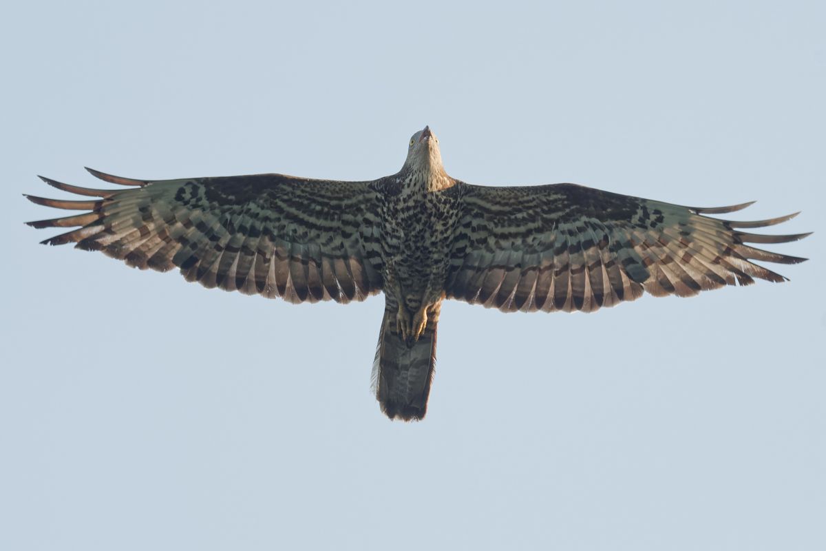 Falco pecchiaiolo 