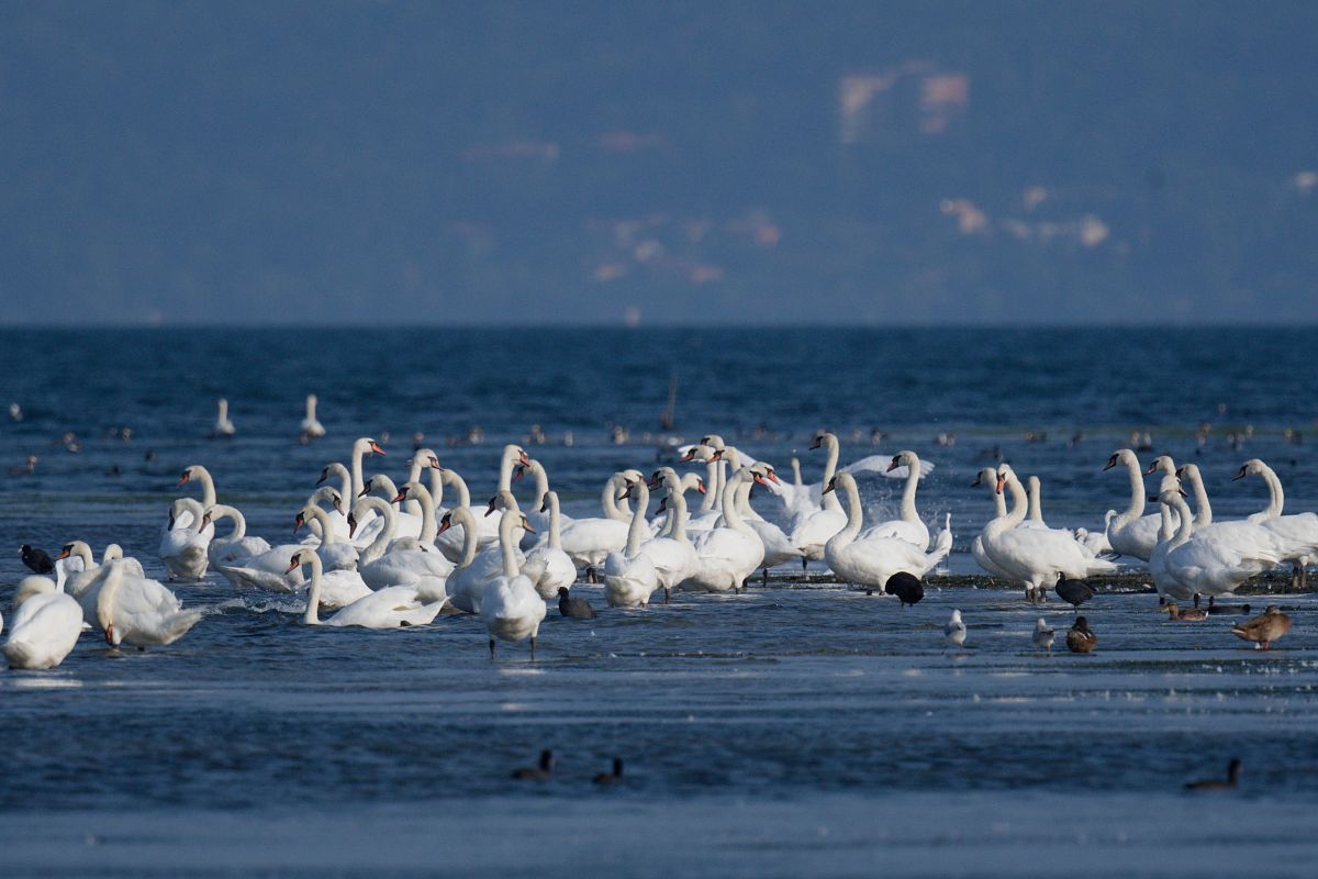Cigno reale 