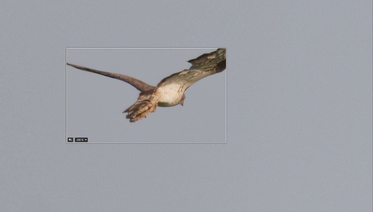 Falco pecchiaiolo 