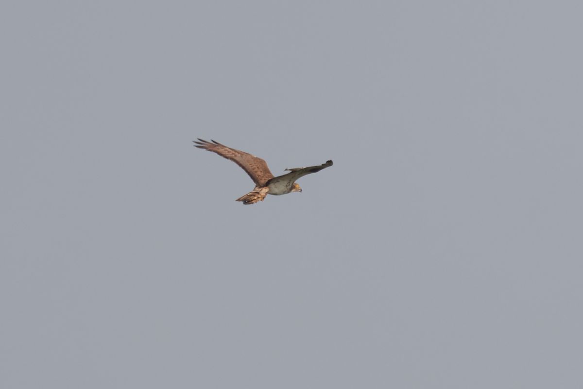 Falco pecchiaiolo 