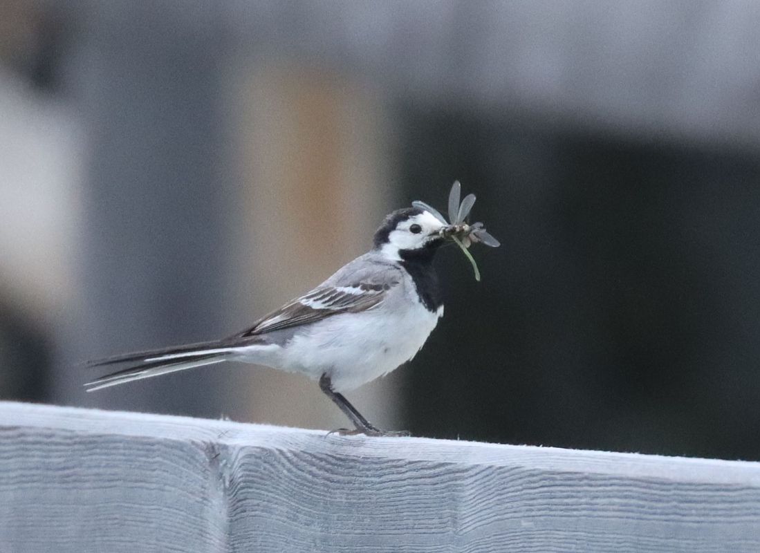 Ballerina bianca (ssp. alba)  - Christian Kofler