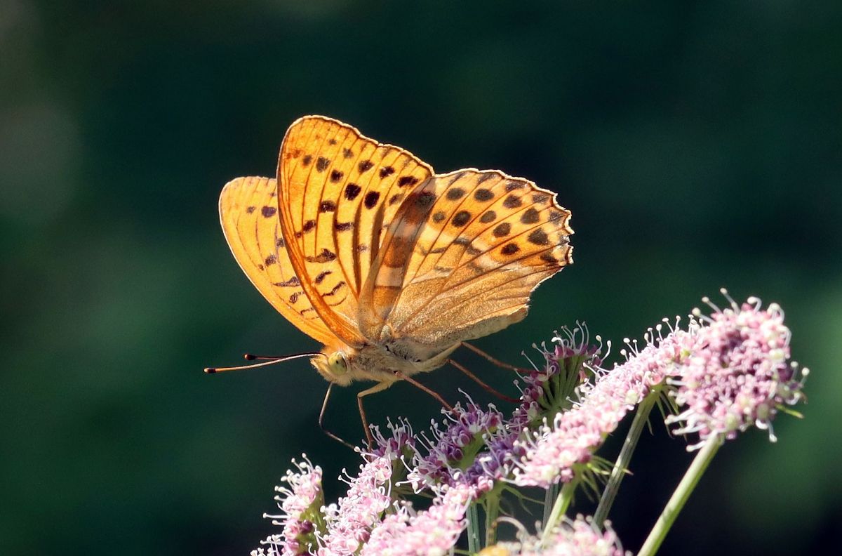 Argynnis paphia  - Christian Kofler