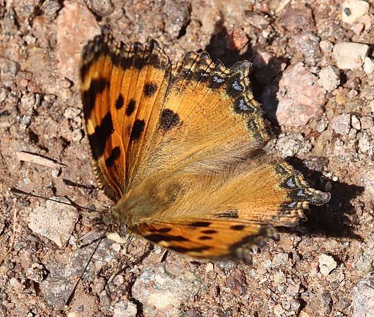 Nymphalis polychloros  - Christian Kofler