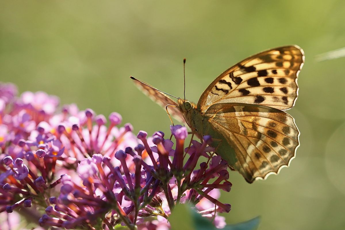 Argynnis paphia  - Christian Kofler