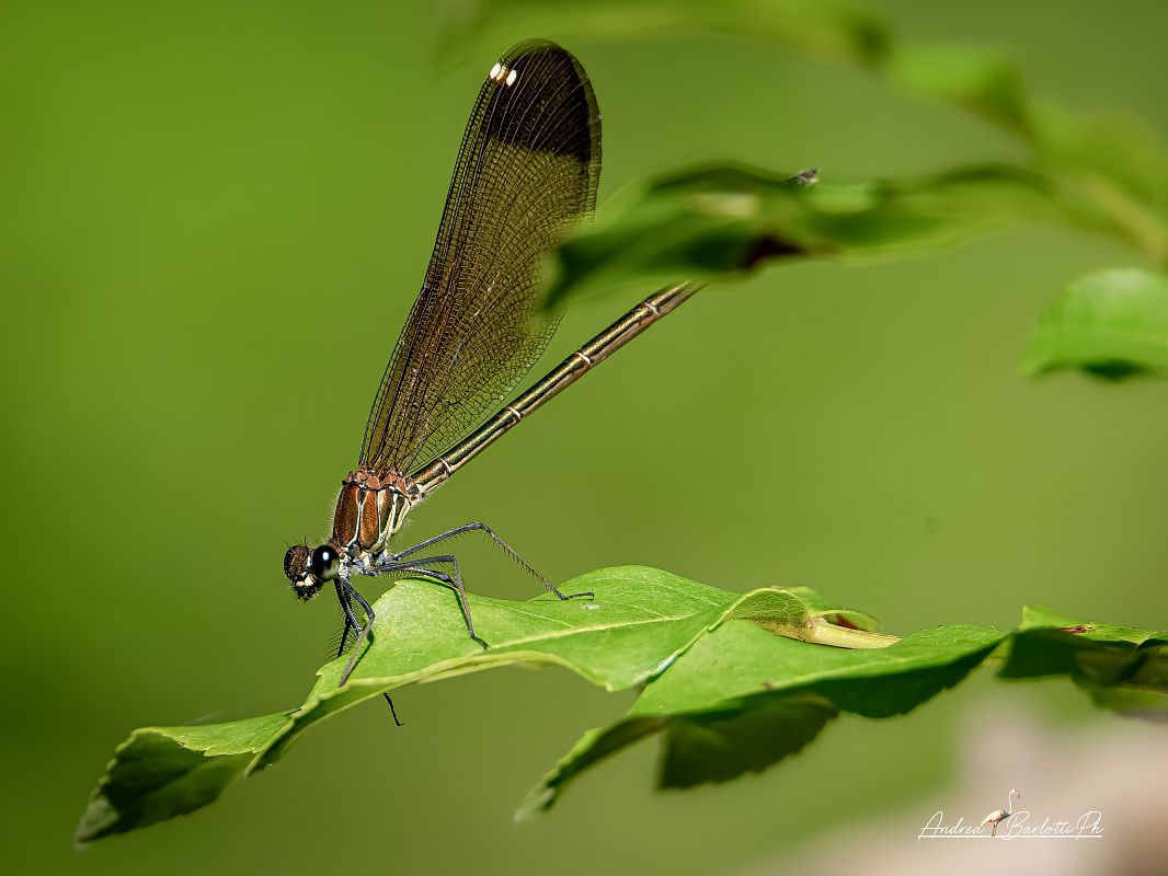 Calopteryx haemorrhoidalis  - Barlotti Andrea