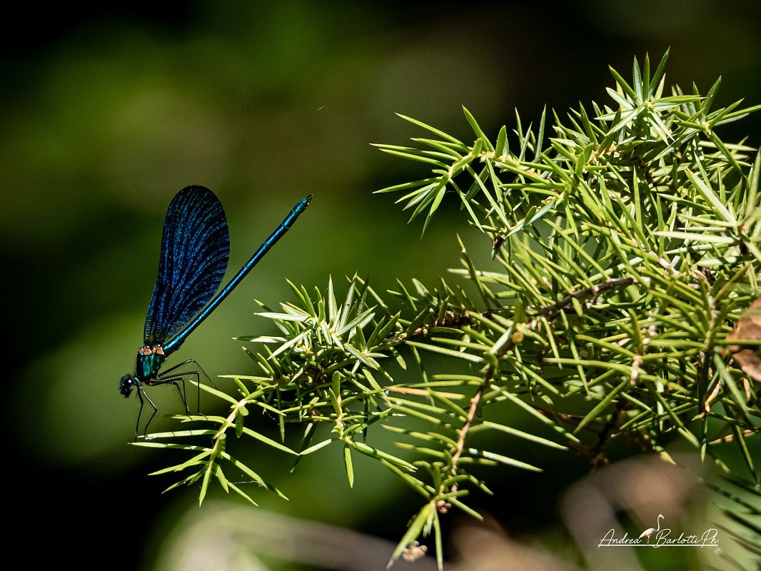 Calopteryx virgo virgo  - Barlotti Andrea