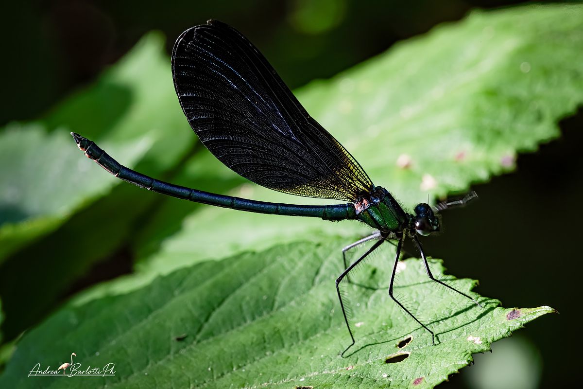 Calopteryx virgo virgo  - Barlotti Andrea