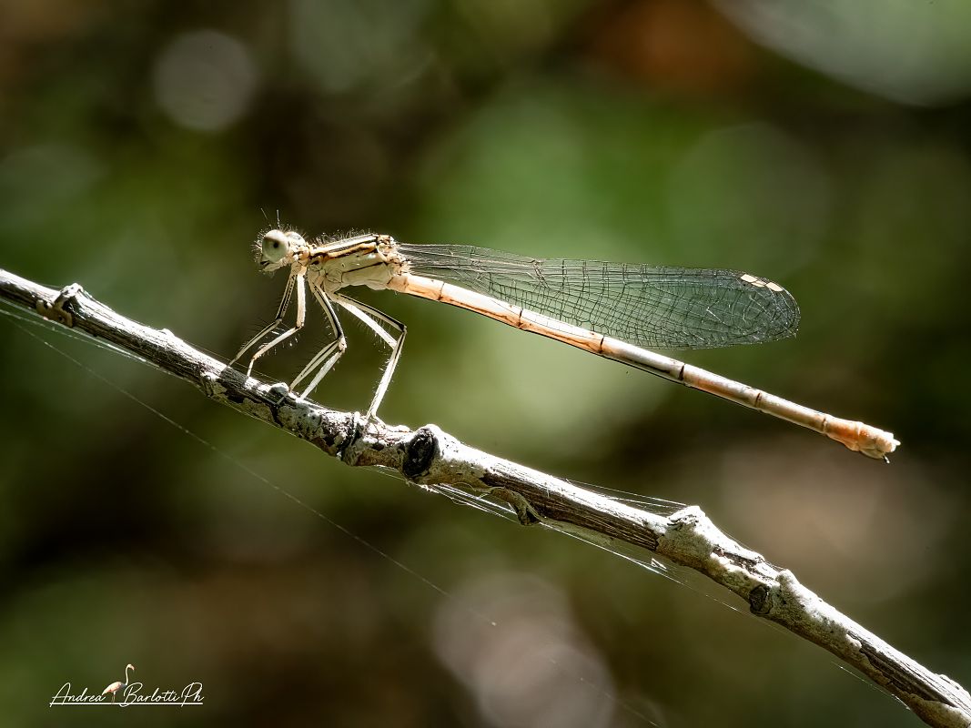Platycnemis pennipes  - Barlotti Andrea