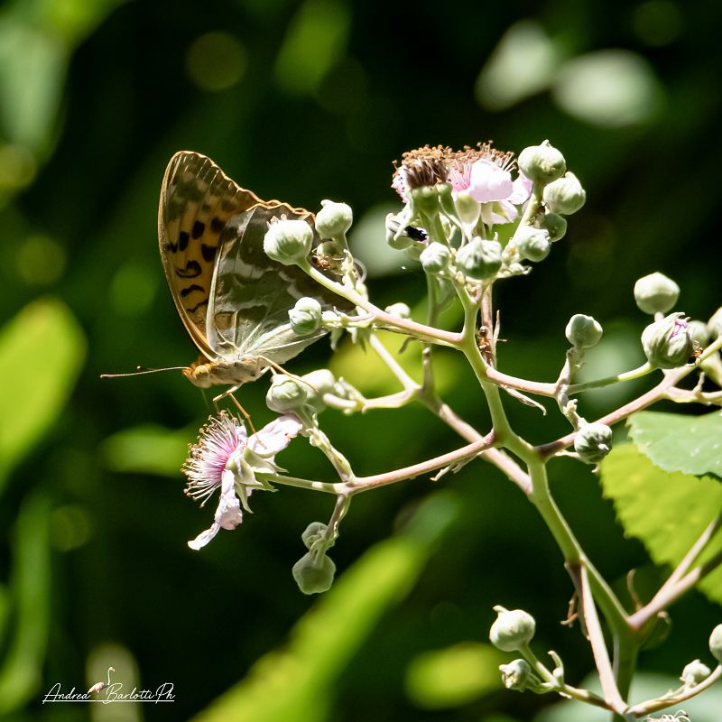 Argynnis paphia  - Barlotti Andrea