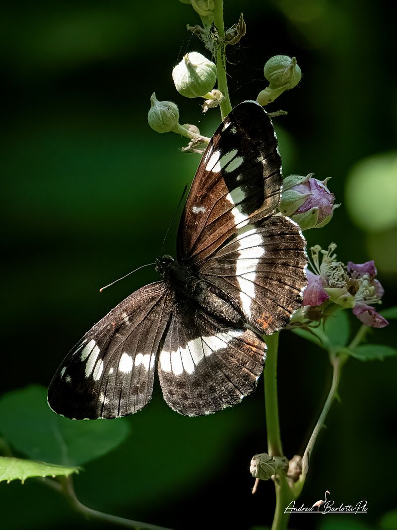 Limenitis reducta  - Barlotti Andrea