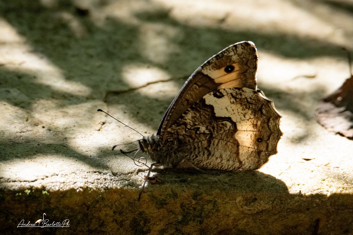 Hipparchia fagi  - Barlotti Andrea