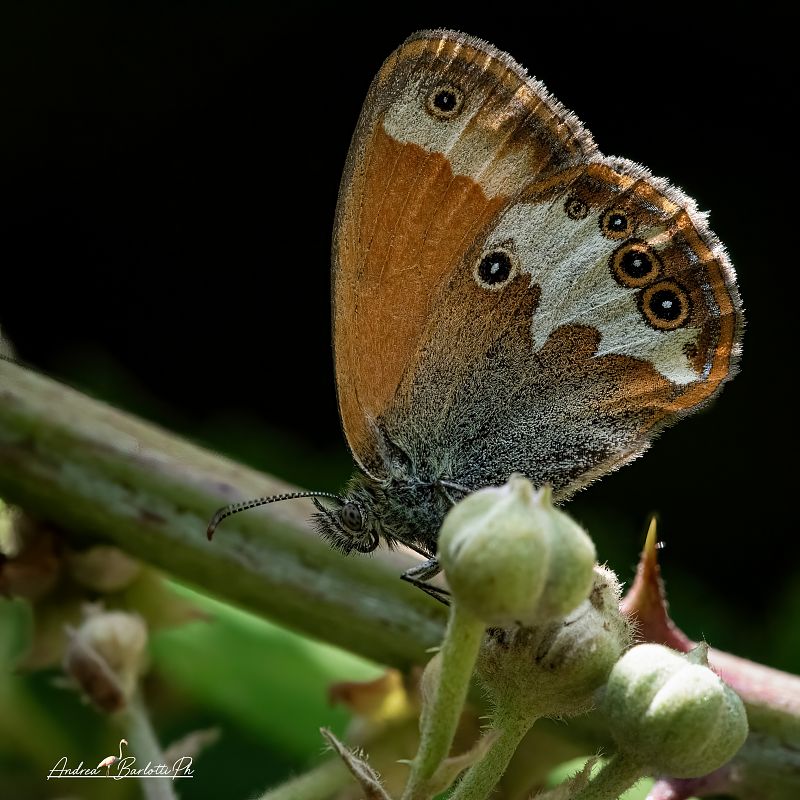 Coenonympha arcania  - Barlotti Andrea