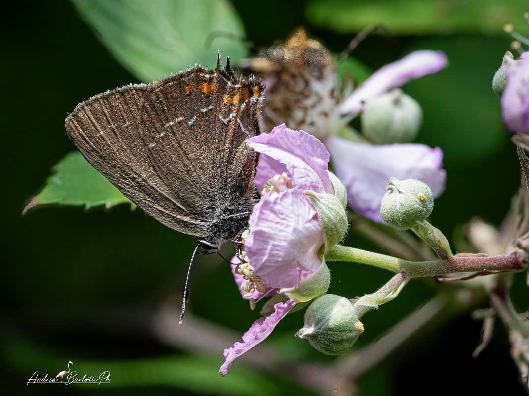 Satyrium ilicis  - Barlotti Andrea