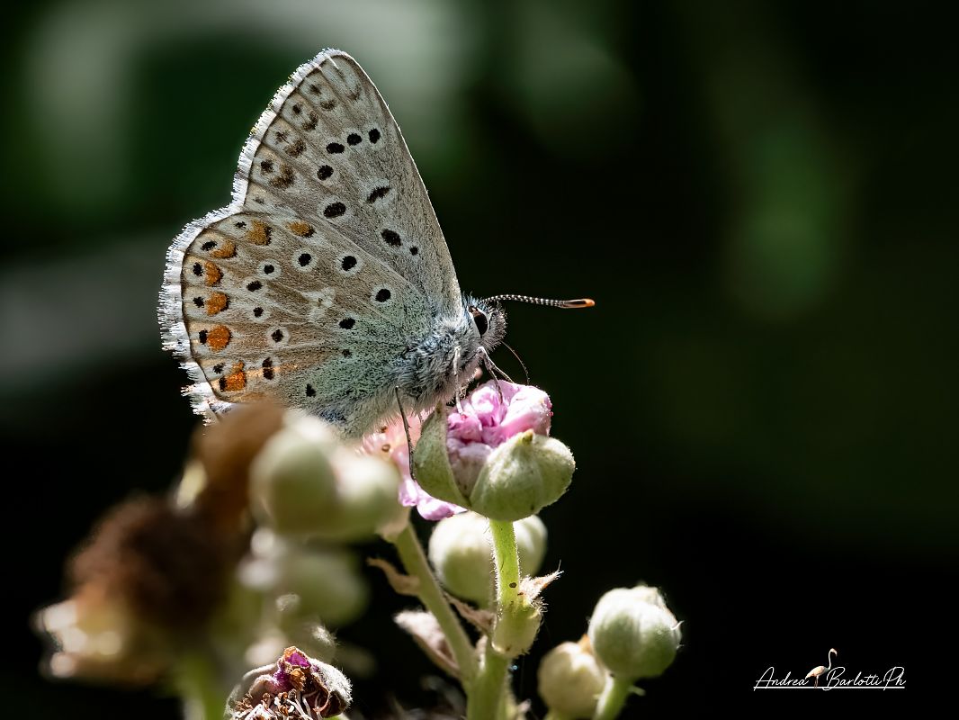 Polyommatus icarius # *  - Barlotti Andrea
