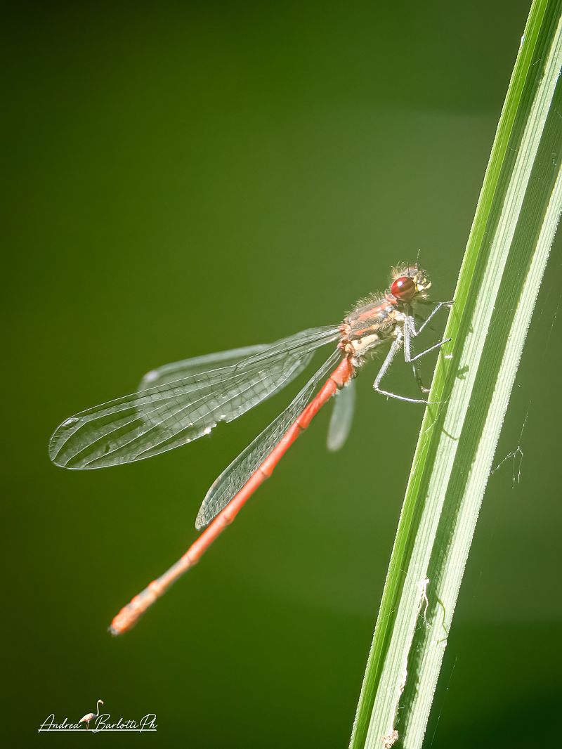 Pyrrhosoma nymphula  - Barlotti Andrea
