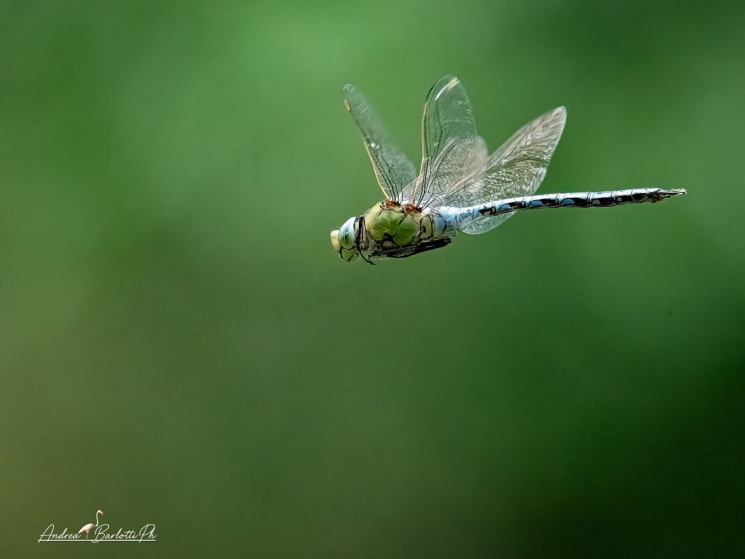 Anax imperator  - Barlotti Andrea