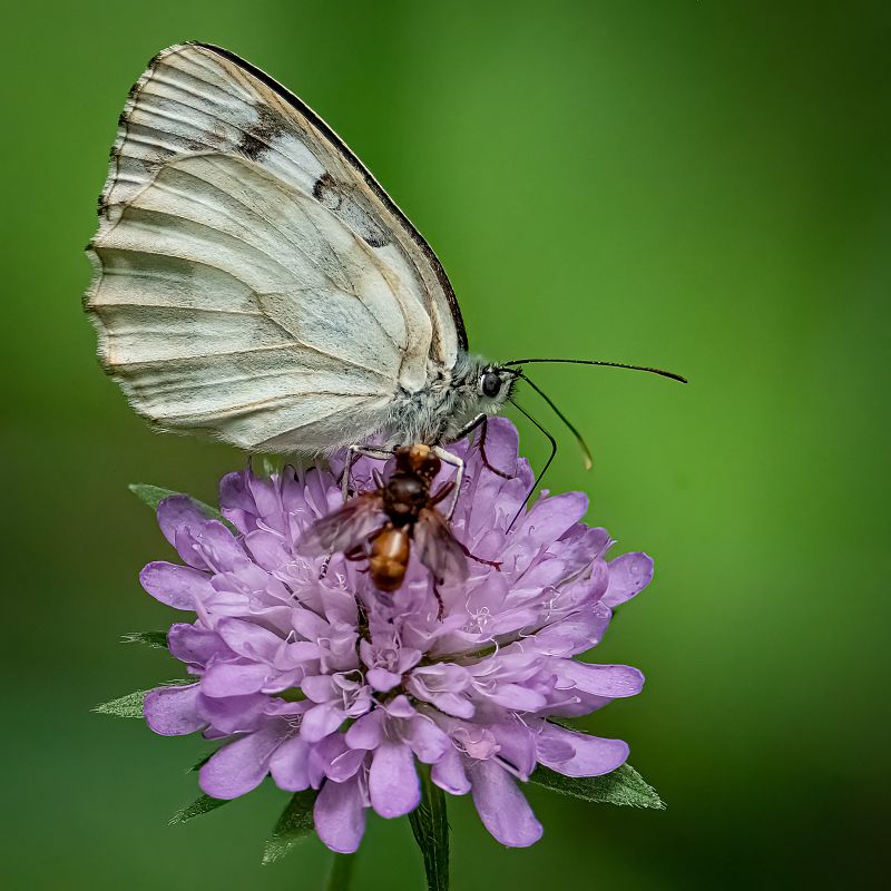 Melanargia galathea  - Barlotti Andrea