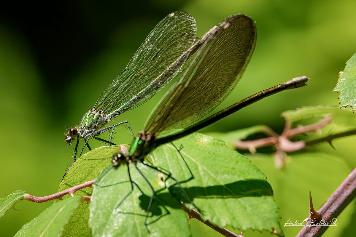 Calopteryx splendens  - Barlotti Andrea