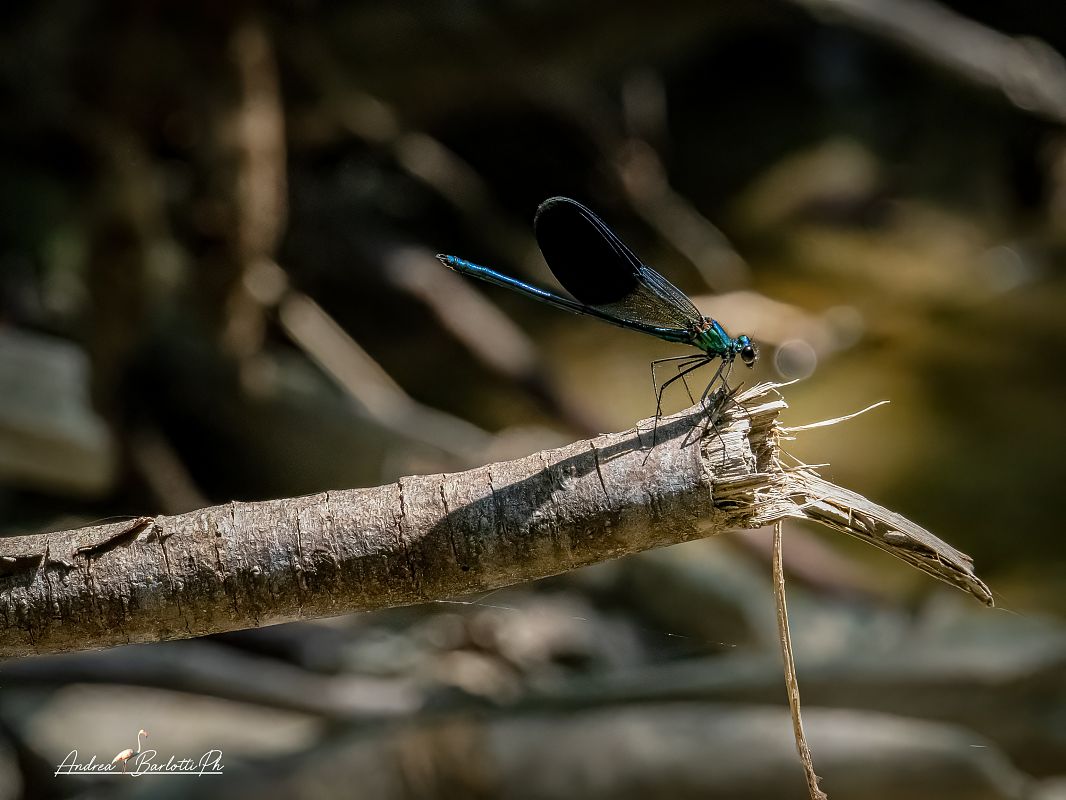 Calopteryx splendens  - Barlotti Andrea