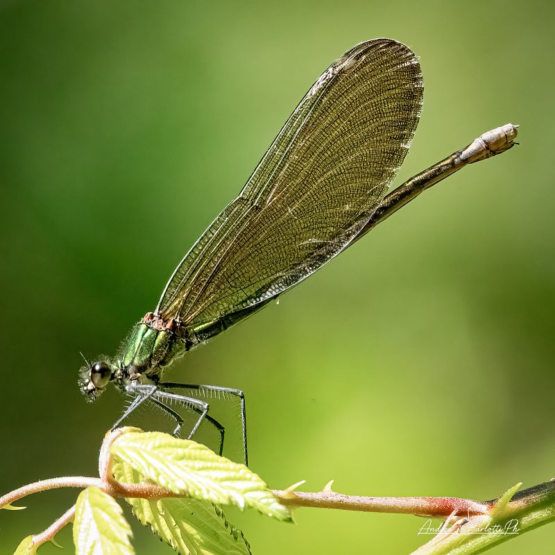 Calopteryx virgo  - Barlotti Andrea