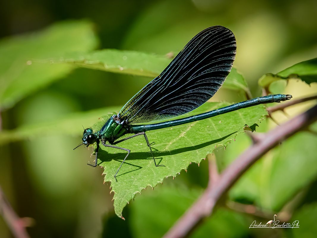 Calopteryx virgo  - Barlotti Andrea