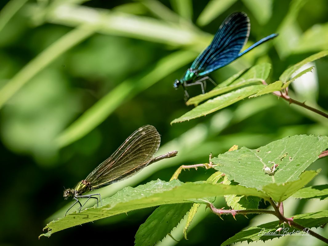 Calopteryx virgo  - Barlotti Andrea