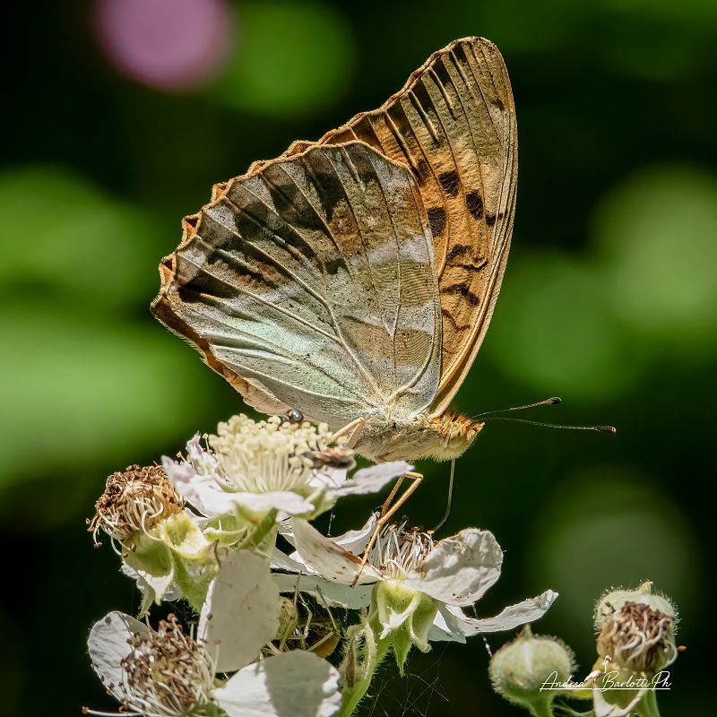 Argynnis paphia  - Barlotti Andrea