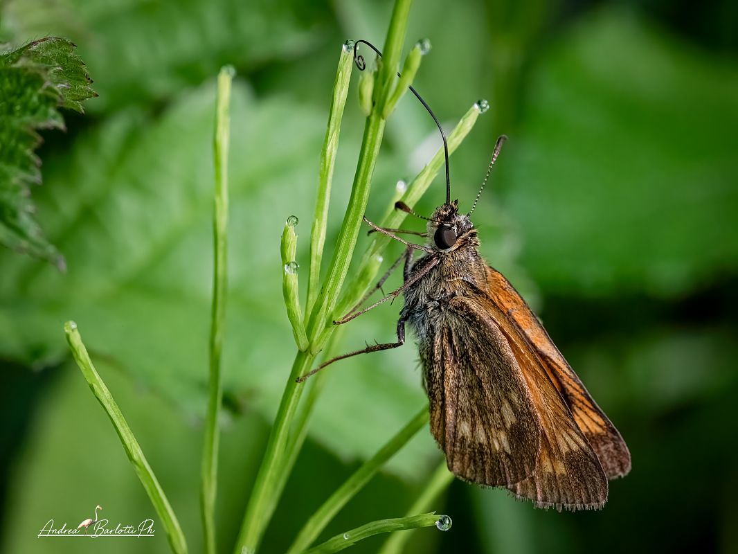 Ochlodes sylvanus  - Barlotti Andrea