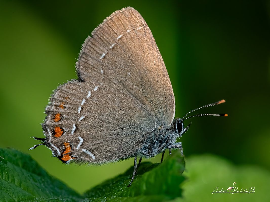 Satyrium ilicis  - Barlotti Andrea