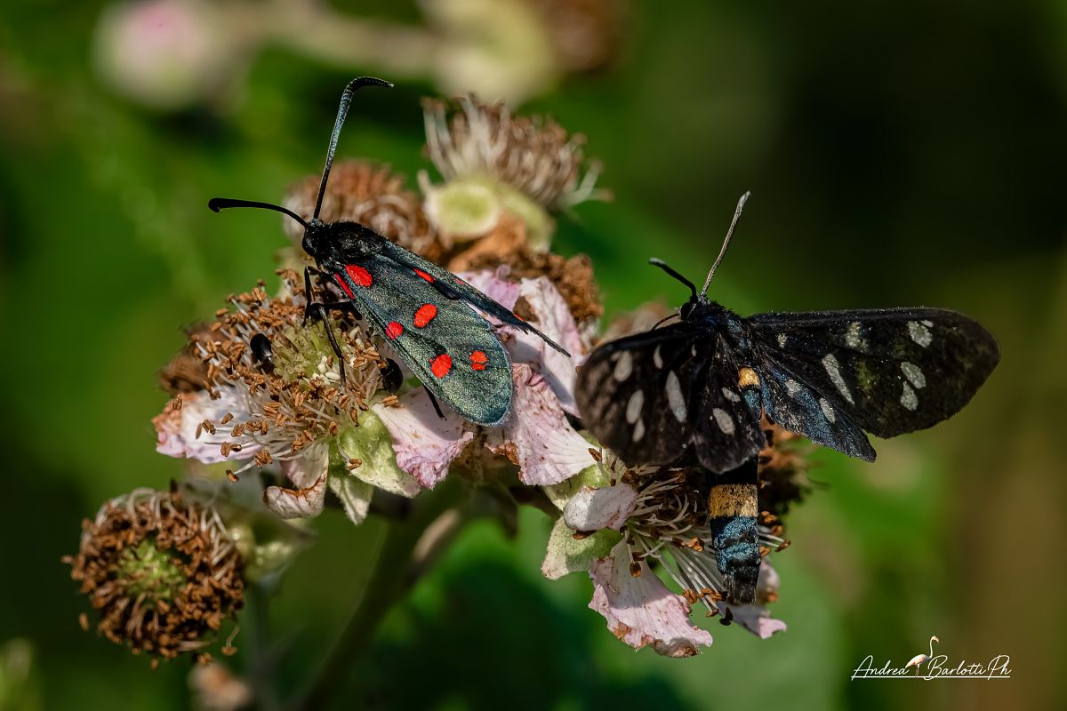 Amata phegea  - Barlotti Andrea