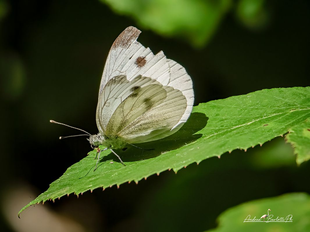 Pieris napi  - Barlotti Andrea