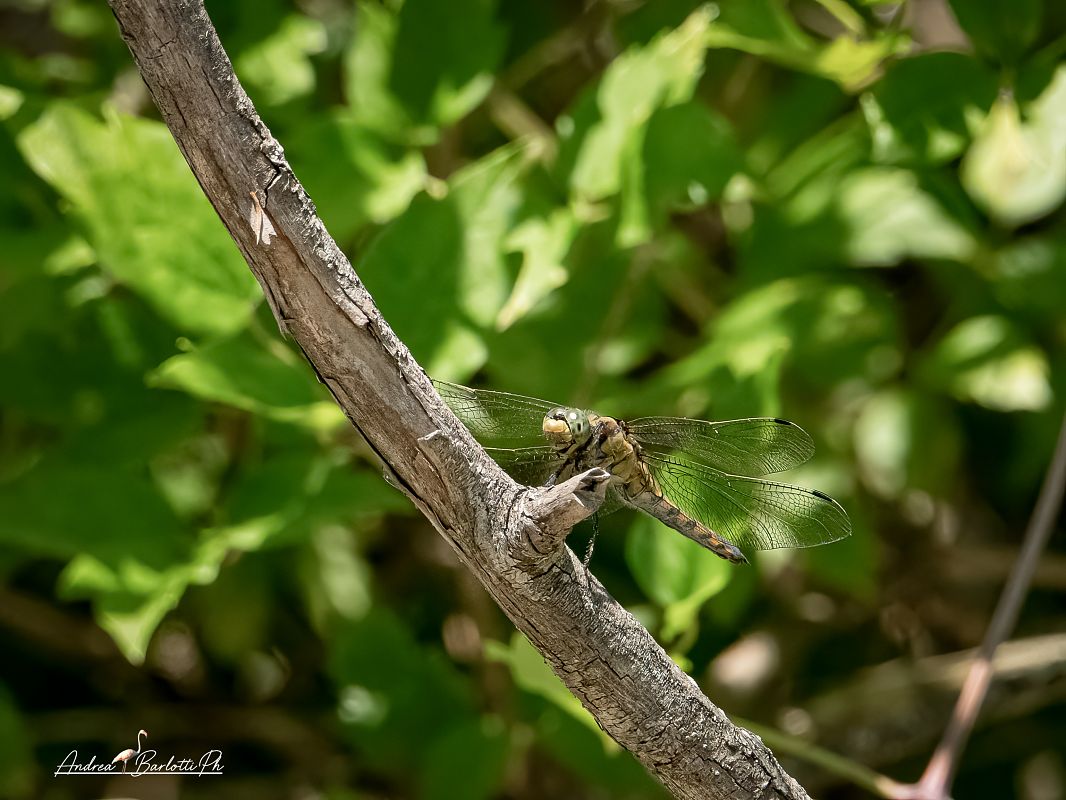 Orthetrum cancellatum  - Barlotti Andrea