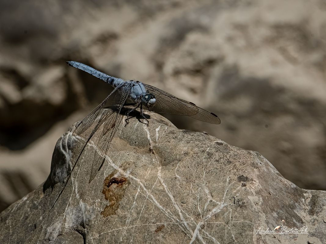 Orthetrum brunneum  - Barlotti Andrea