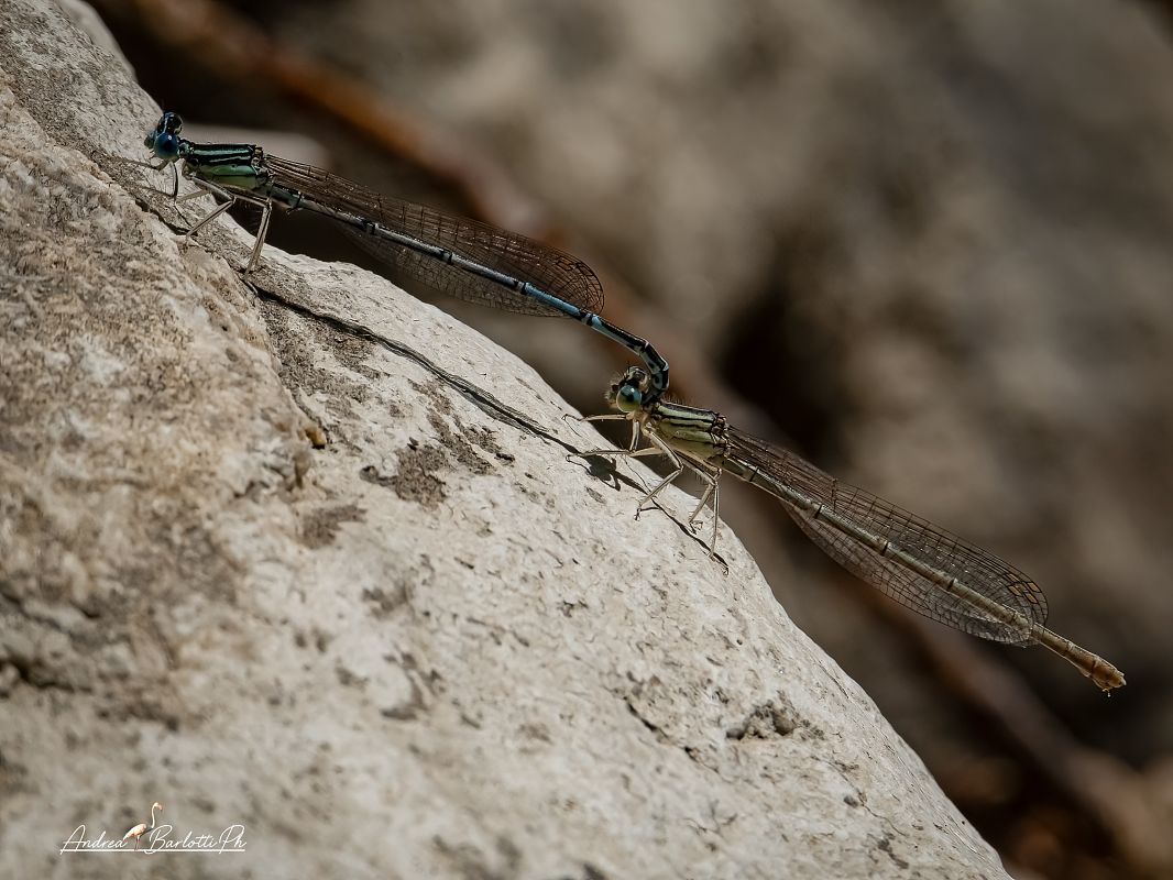 Platycnemis pennipes  - Barlotti Andrea