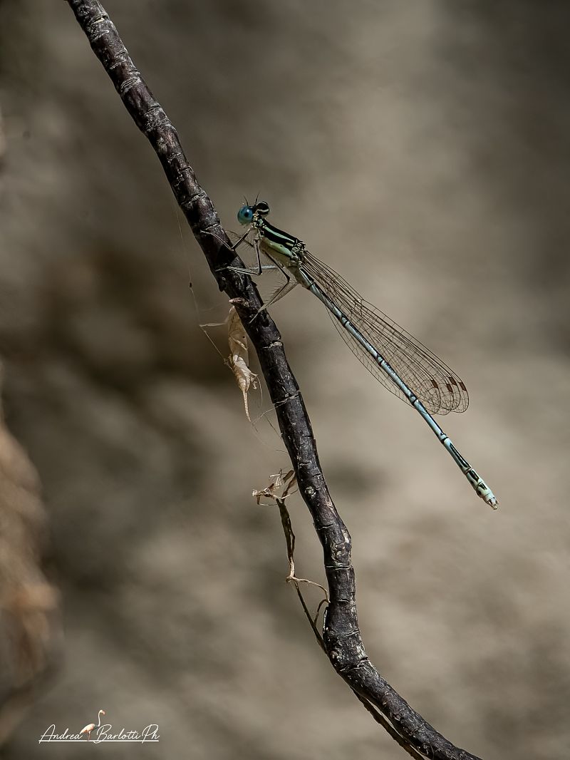 Platycnemis pennipes  - Barlotti Andrea
