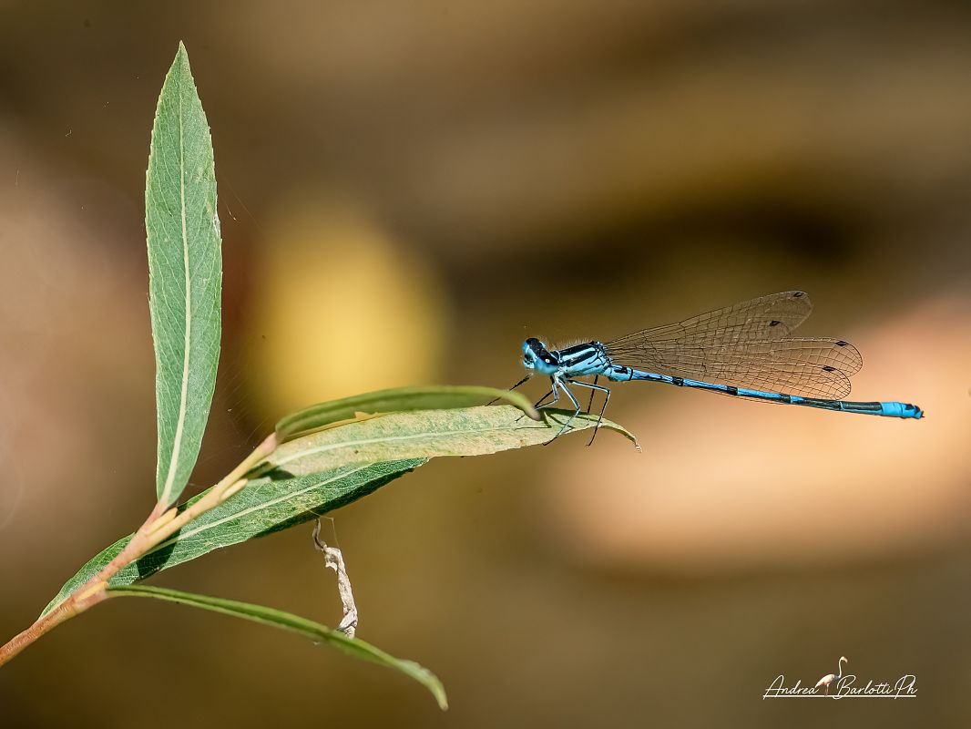Coenagrion puella  - Barlotti Andrea