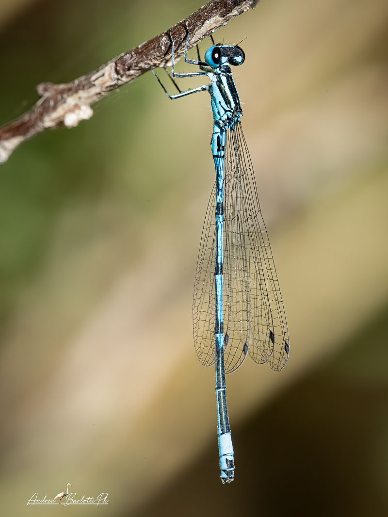 Coenagrion puella  - Barlotti Andrea