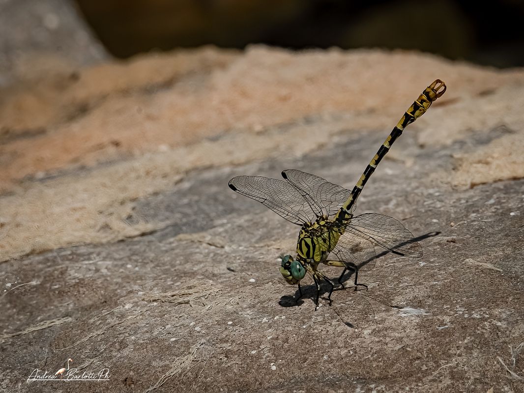 Onychogomphus forcipatus unguiculatus  - Barlotti Andrea