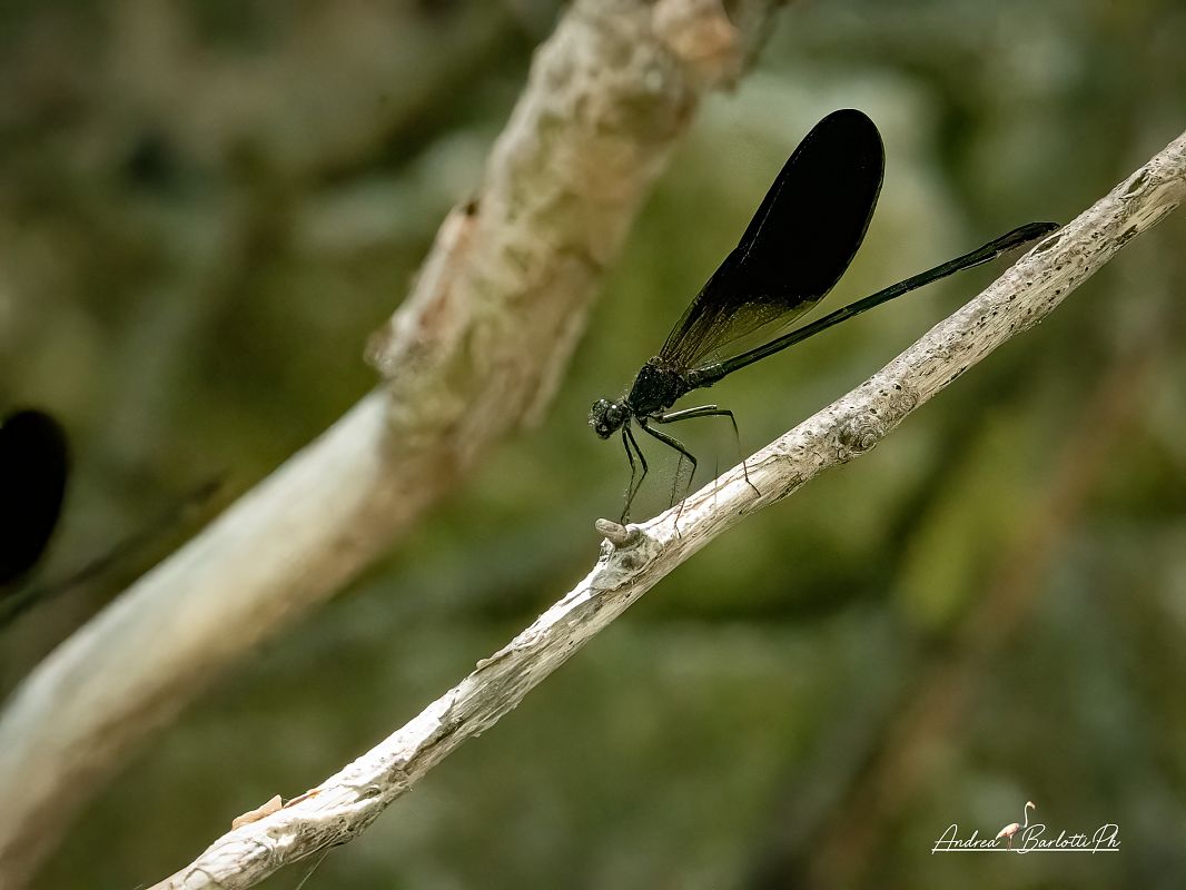 Calopteryx haemorrhoidalis  - Barlotti Andrea