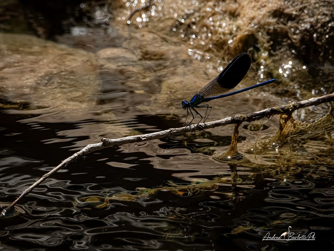 Calopteryx splendens  - Barlotti Andrea
