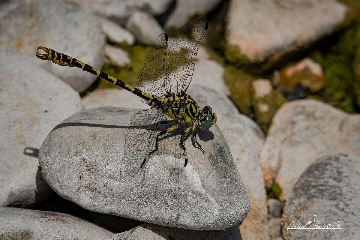 Onychogomphus forcipatus unguiculatus  - Barlotti Andrea