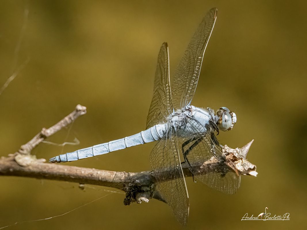 Orthetrum brunneum  - Barlotti Andrea