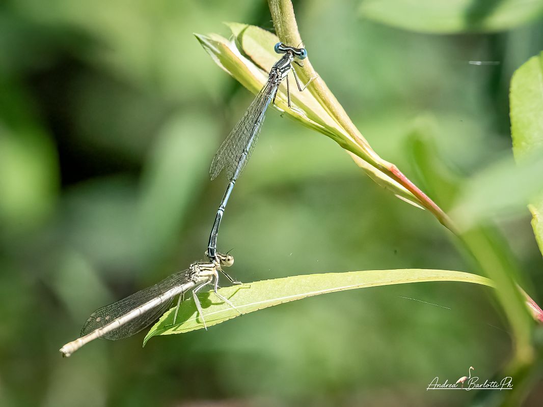 Platycnemis pennipes  - Barlotti Andrea
