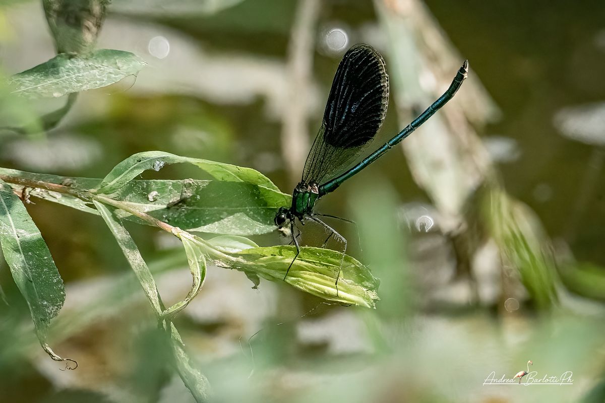 Calopteryx splendens  - Barlotti Andrea