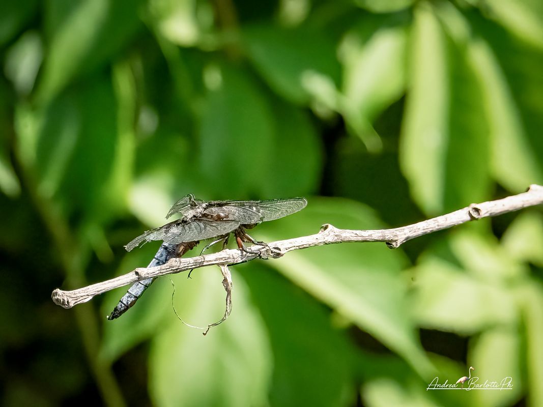 Libellula depressa  - Barlotti Andrea