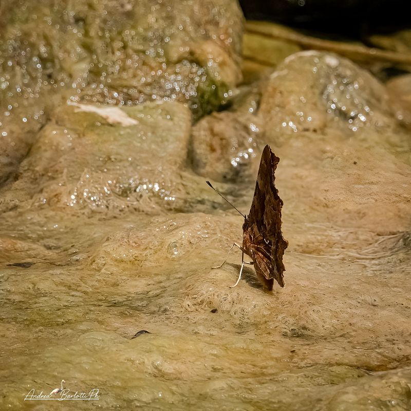 Polygonia c-album  - Barlotti Andrea
