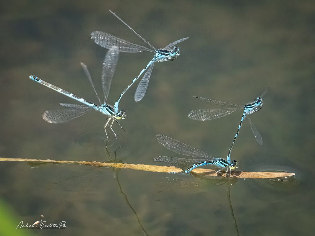Coenagrion scitulum  - Barlotti Andrea